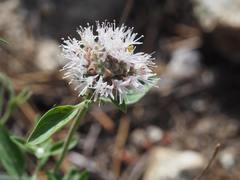 Monardella odoratissima pallida