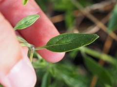 Monardella odoratissima pallida