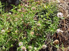 Monardella odoratissima pallida