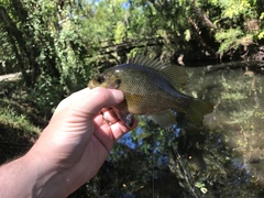 Lepomis punctatus