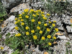 Haplophyllum thesioides