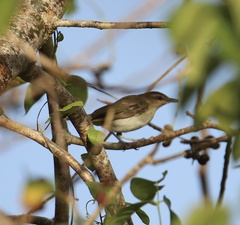 Vireo altiloquus