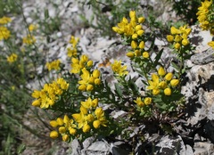 Haplophyllum thesioides