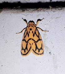 Miltochrista conjunctana