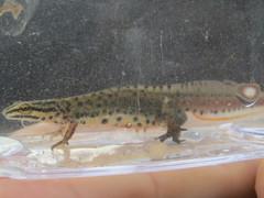 Lissotriton graecus