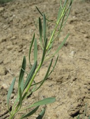 Haplophyllum villosum