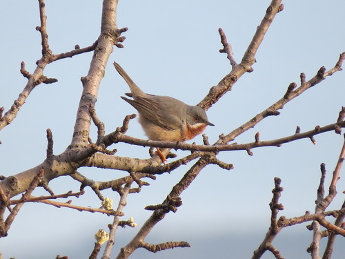 Curruca carrasqueña oriental (Curruca cantillans)