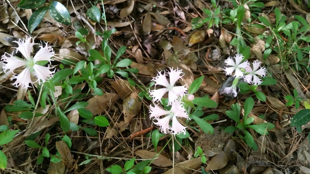 Fringed Catchfly