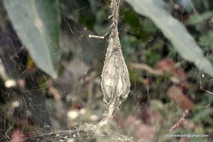 Araneae