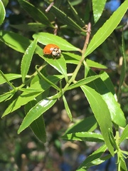 Harmonia axyridis