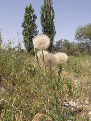 Tragopogon capitatus