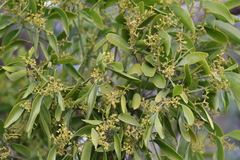 Notothixos cornifolius