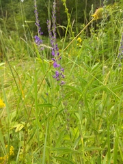 Veronica × grisea