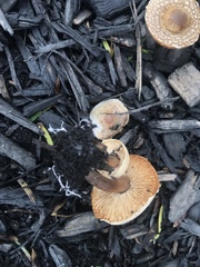 Agaricales