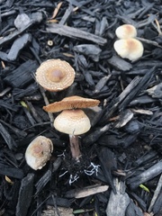 Agaricales