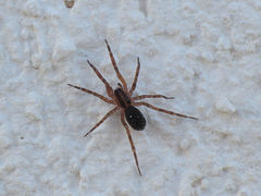 Scotina celans