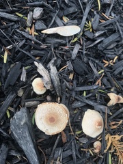 Agaricales