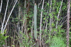 Pilosocereus polygonus