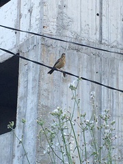 Turdus falcklandii magellanicus