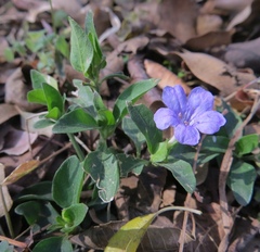 Ruellia erythropus