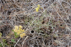 Lomatium packardiae