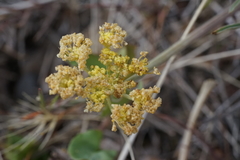 Lomatium packardiae