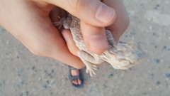 Trapelus flavimaculatus