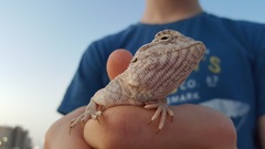 Trapelus flavimaculatus