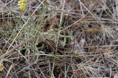 Lomatium packardiae