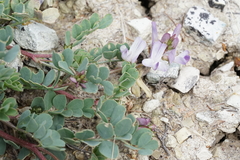Astragalus lentiginosus chartaceus