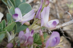 Astragalus lentiginosus chartaceus