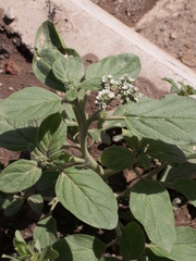 Heliotropium ellipticum