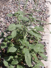 Heliotropium ellipticum
