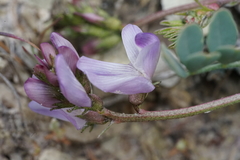 Astragalus lentiginosus chartaceus