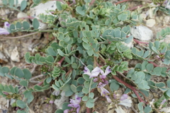 Astragalus lentiginosus chartaceus