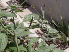 Heliotropium ellipticum