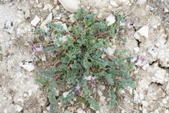 Astragalus lentiginosus chartaceus