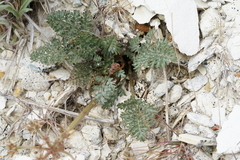 Lomatium canbyi