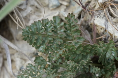 Lomatium canbyi