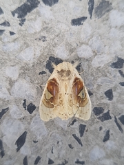 Arrhenophanes perspicilla