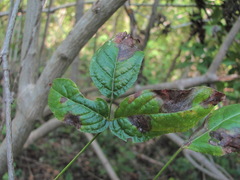 Staphylea colchica