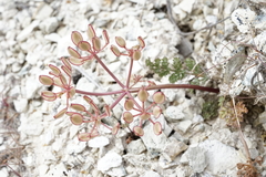 Lomatium canbyi