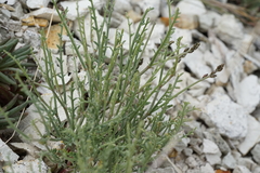 Astragalus cusickii sterilis
