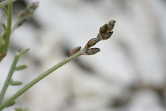 Astragalus cusickii sterilis