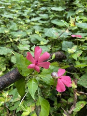 Impatiens walleriana image
