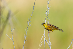 Emberiza citrinella caliginosa
