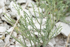 Astragalus cusickii sterilis