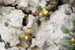 Phacelia lutea lutea