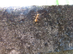 Oecophylla smaragdina