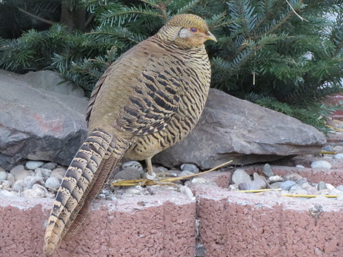 Golden Pheasant